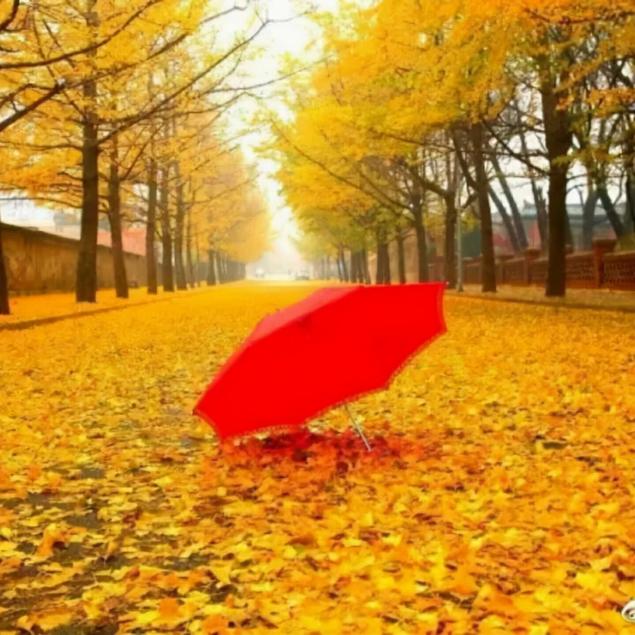 秋雨作文1000字高中优秀范文《秋雨》-电子课本网 秋雨作文1000字高中优秀范文《秋雨》