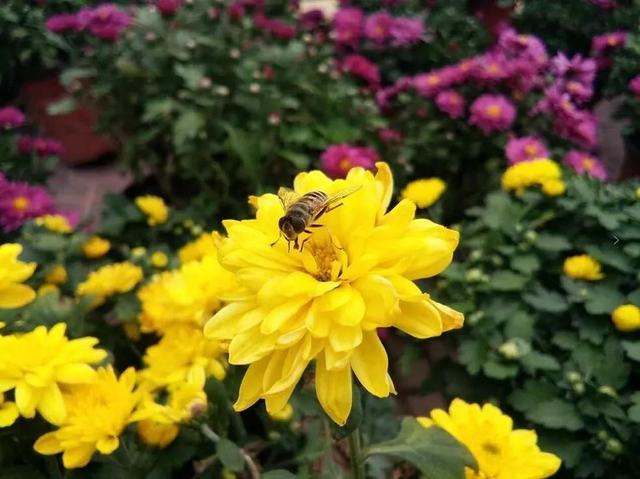 关于菊花的作文1000字《秋菊》-电子课本网 关于菊花的作文1000字《秋菊》