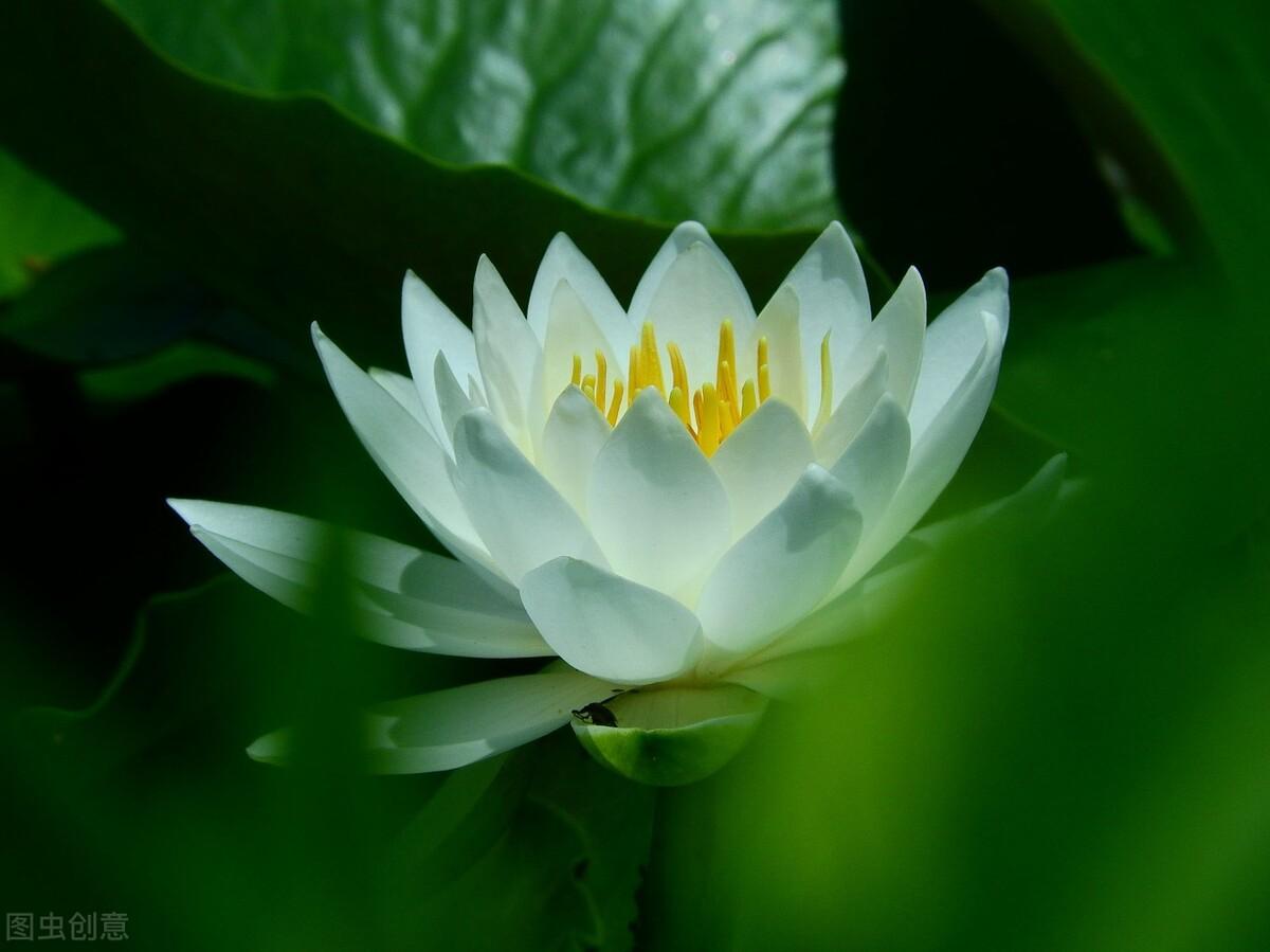 桥的作文800字原创优秀《那座桥》