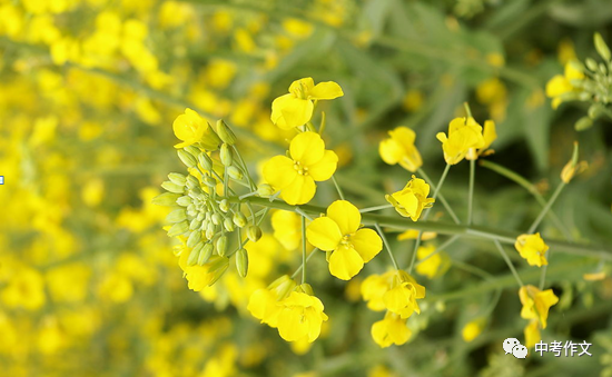 油菜花的作文1000字初中原创优秀《油菜花开》