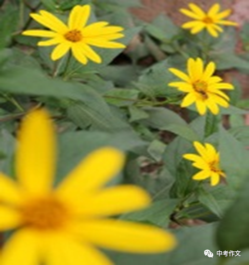 风景这边独好作文原创优秀《风景这边独好》