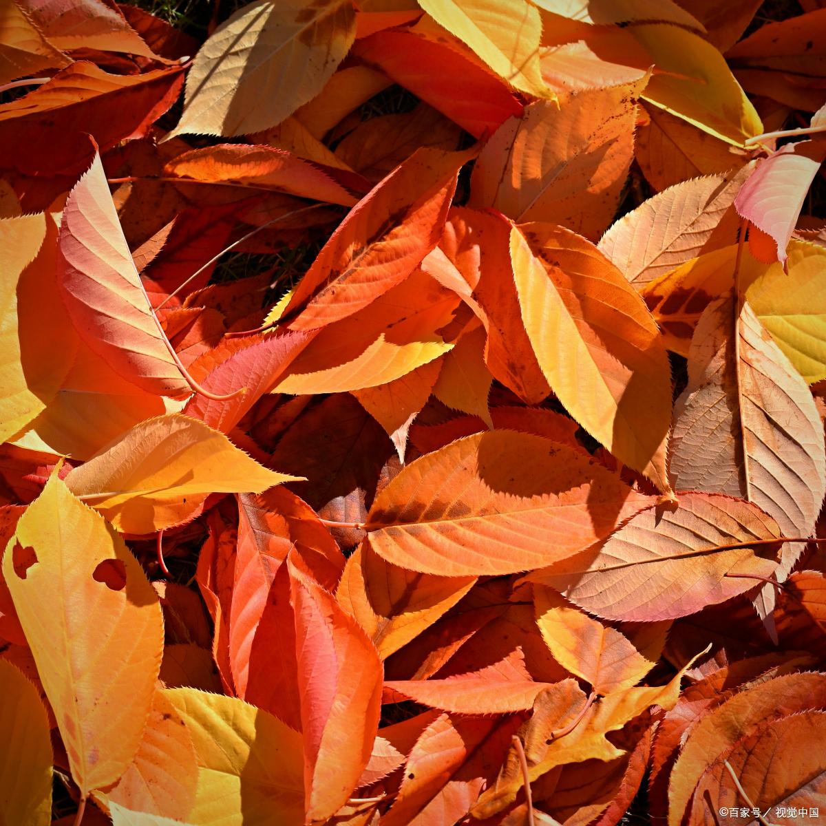 关于秋天的作文2篇（秋天的故事）