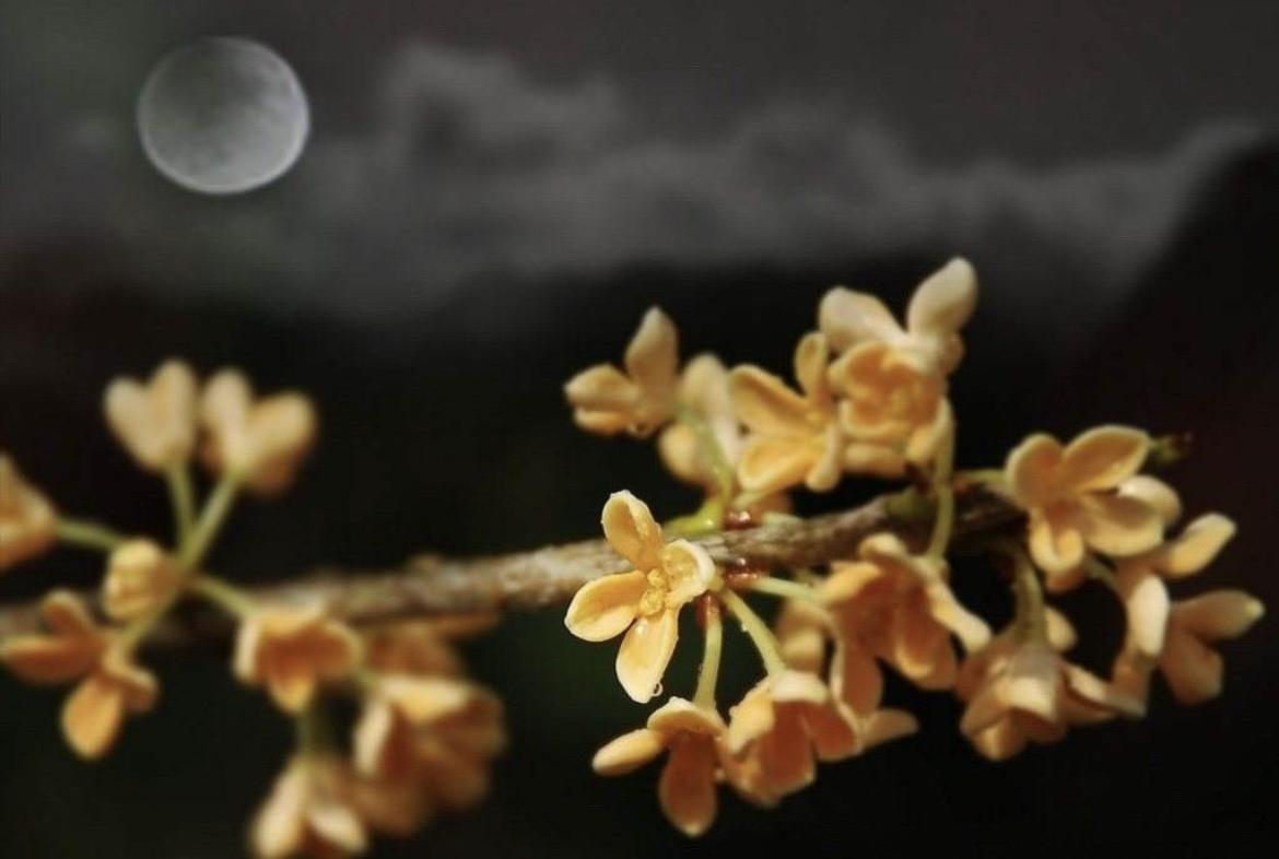 描写星星的作文800字（那夜的星星）