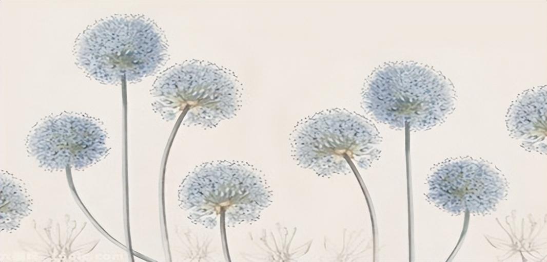 蒲公英作文1000字《蒲公英拨动我的心弦》-电子课本网 蒲公英作文1000字《蒲公英拨动我的心弦》